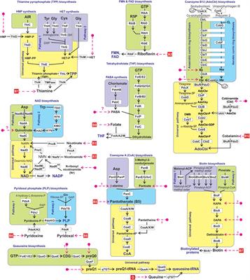 Micronutrient Requirements and Sharing Capabilities of the Human Gut Microbiome